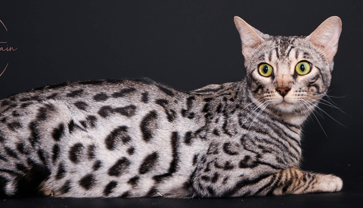 Bengal kitten for sale